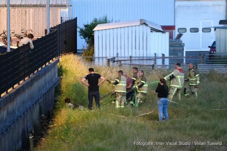 Paard in sloot door brandweer op het droge getrokken in Aalsmeer