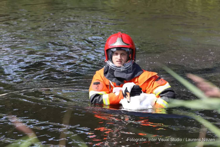 Zwaan gered door brandweer en dierenambulance