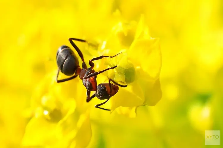 ‘Mier nú bestrijden vóór temperatuur stijgt’