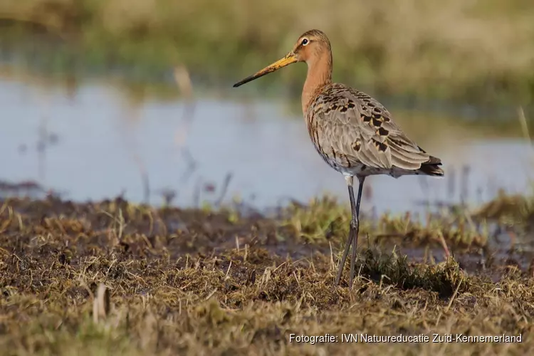 Weidevogelexcursie Hekslootpolder