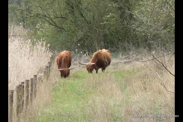 Wandel mee met de boswachter op zoek naar Schotse Hooglanders in De Lange Bretten