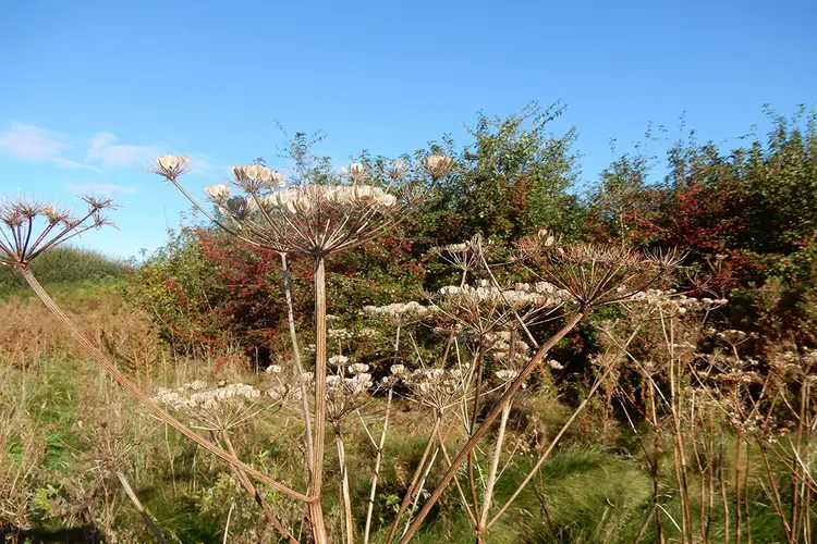 Herfst in de Venneperhout