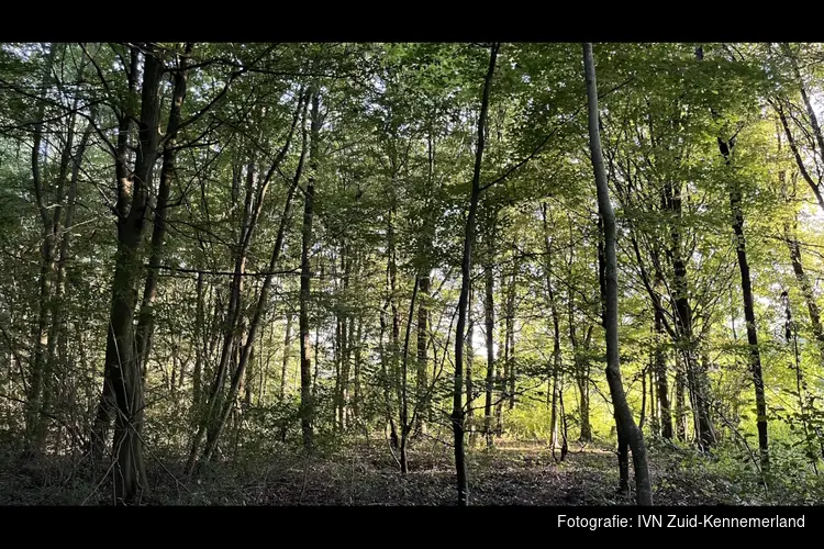 Ontspannen ‘bosbad’ in het Haarlemmermeerse bos