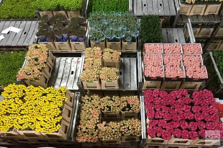 FloraHolland waarschuwt voor loopgravenoorlog in sierteeltsector