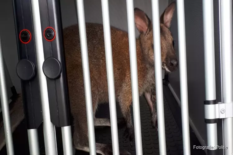 Politie op zoek naar eigenaar ontsnapte wallaby