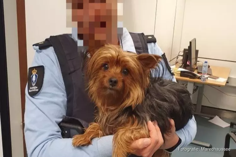 Marechaussee vindt gedumpt hondje in prullenbak op Schiphol