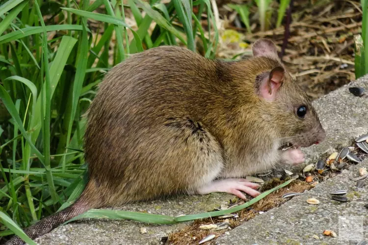 ‘Ratten extra reden om geen afval te dumpen’