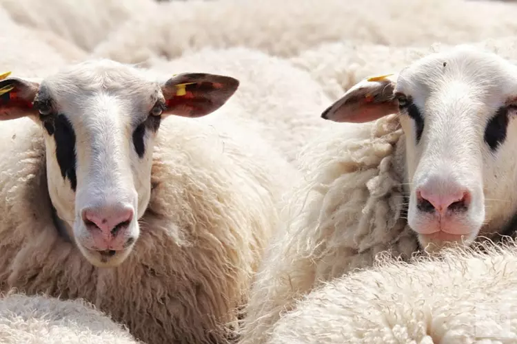 Geniet van Geniedijk, maar houd rekening met de schapen