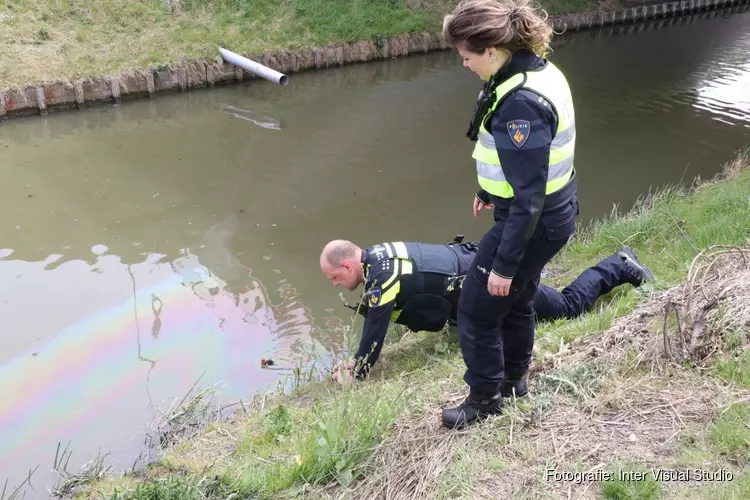 Meerkoetje "Willempie" door hulpdiensten gered