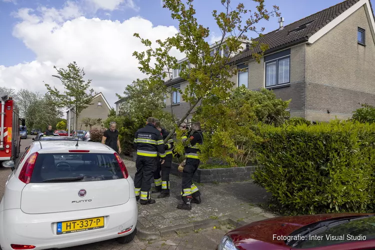 Brandweer haalt bijna omgewaaide boom uit de grond in Halfweg